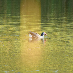 Porphyrio porphyrio