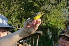 Cardellina canadensis