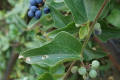 Cocculus orbiculatus