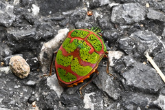 Poecilocoris lewisi
