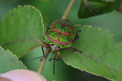 Poecilocoris lewisi