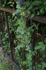 Cocculus orbiculatus