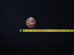 Glycymeris glycymeris