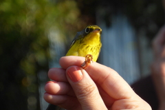 Cardellina canadensis