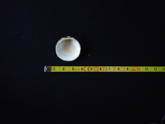 Glycymeris glycymeris