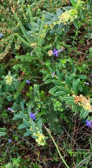 Lobelia neglecta