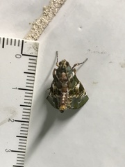 Termioptycha eucarta
