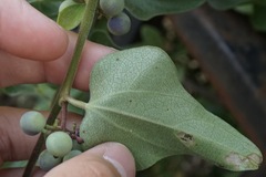Cocculus orbiculatus