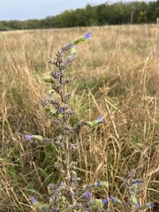 Echium