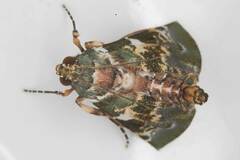 Termioptycha eucarta