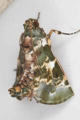 Termioptycha eucarta