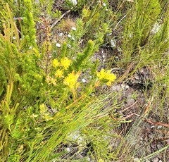 Penaea acutifolia