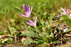 Colchicum autumnale