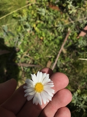 Brachyscome aculeata