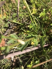 Brachyscome aculeata