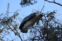 Leptoptilos crumenifer