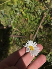 Brachyscome aculeata