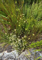 Lachnaea diosmoides