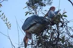 Leptoptilos crumenifer