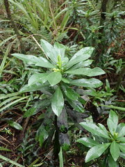 Daphne laureola