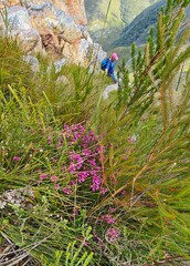 Erica cubica