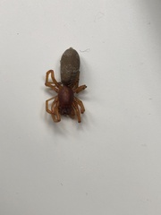 Dysdera crocata