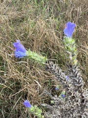 Echium