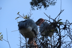 Leptoptilos crumenifer