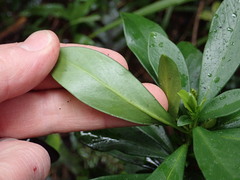 Daphne laureola