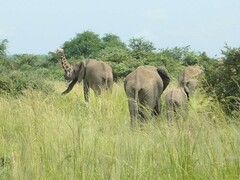 Giraffa camelopardalis rothschildi
