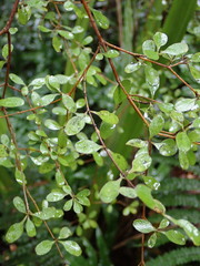 Coprosma rigida