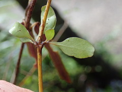 Coprosma rigida