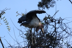 Leptoptilos crumenifer