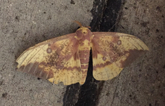 Eacles imperialis imperialis