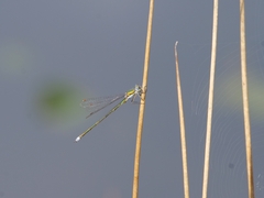 Lestes virens