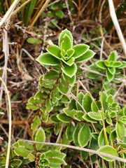 Veronica macrantha