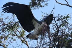 Leptoptilos crumenifer