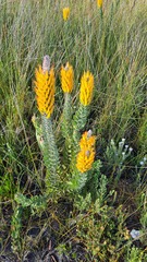 Mimetes pauciflorus
