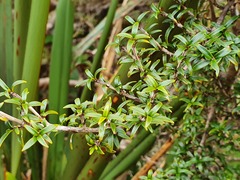 Coprosma pseudocuneata