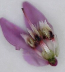 Erica cubica