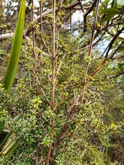 Coprosma pseudocuneata