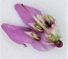 Erica cubica