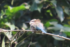 Merops albicollis