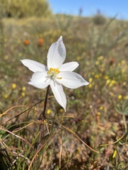 Cyanella alba alba