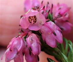 Erica cubica