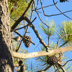 Lophophanes cristatus