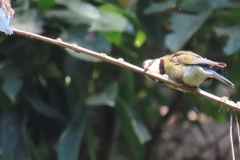 Merops albicollis