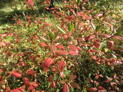 Rhododendron dauricum