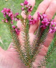 Erica cubica