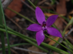 Glossodia minor